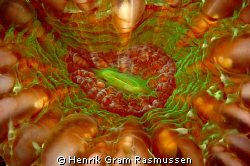 Ultra closeup of the polyp of a coral. Only sligtly adjus... by Henrik Gram Rasmussen 